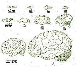酗酒成性后走路不稳眼神涣散 小心韦尼克脑病