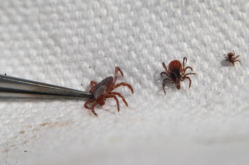 警惕:春季踏青可别忘了防蜱虫