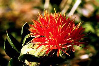 藏红花治子宫内膜异位