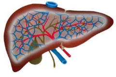 一周3次海鲜姿造吃出肝炎 盘点如何远离肝炎