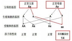 一种吃香蕉会变智障的儿童疾病—苯丙酮尿症