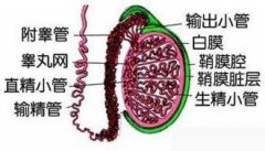 桑拿浴舒服了身体 却伤了睾丸