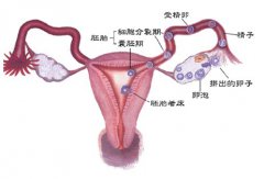 女孩排卵期会有这七个迹象