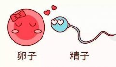 精子和卵子的奇遇记