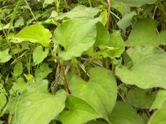 消炎消肿利尿的中草药