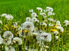 利尿清热解毒的药物