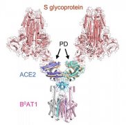 世界首次，西湖大学成功解析新冠病毒细胞受体空间结构