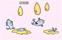 “重组人溶菌酶”有望成抗生素替代物